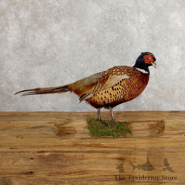 Ringneck Pheasant Bird Mount For Sale #19752 @ The Taxidermy Store