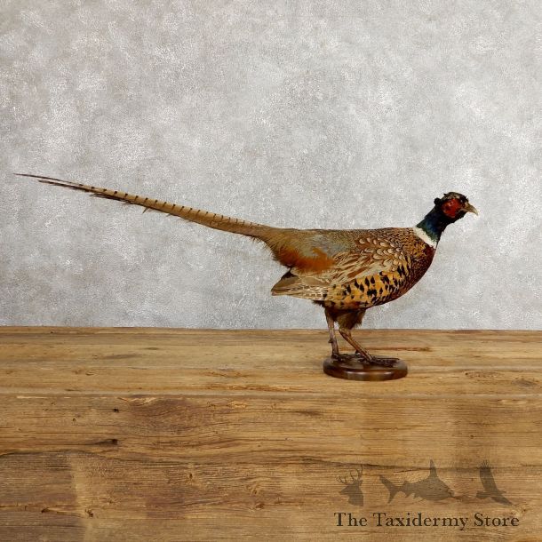 Ringneck Pheasant Bird Mount For Sale #19753 @ The Taxidermy Store