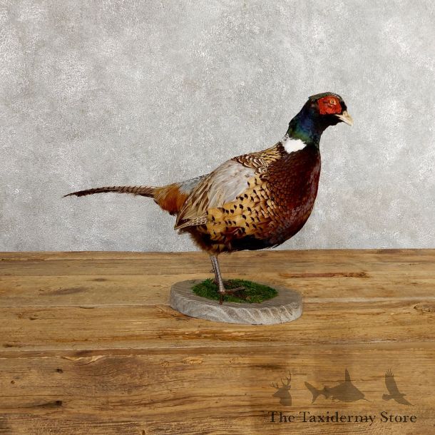 Ringneck Pheasant Bird Mount For Sale #19754 @ The Taxidermy Store