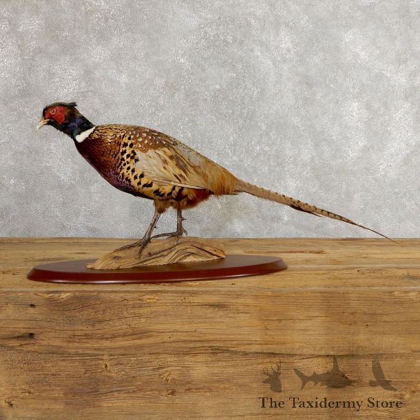 Ringneck Pheasant Bird Mount For Sale #19755 @ The Taxidermy Store