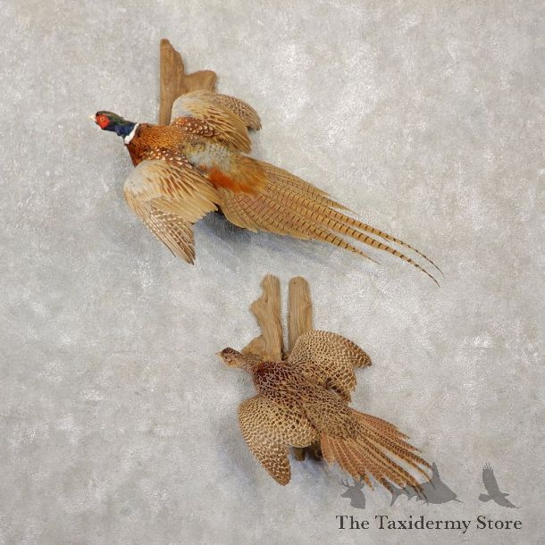 Ringneck Pheasant Bird Mount For Sale #20596 @ The Taxidermy Store