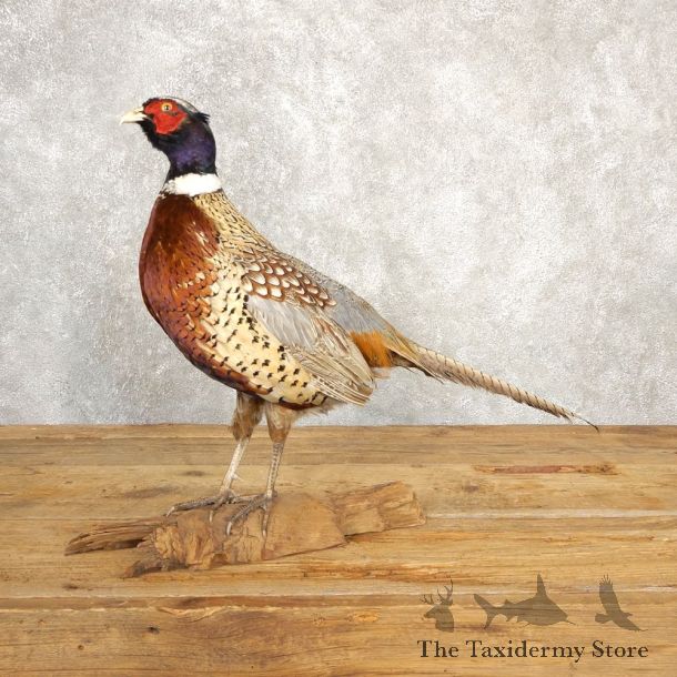Ringneck Pheasant Bird Mount For Sale #20623 @ The Taxidermy Store