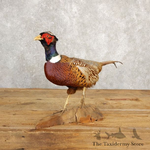 Ringneck Pheasant Bird Mount For Sale #20624 @ The Taxidermy Store
