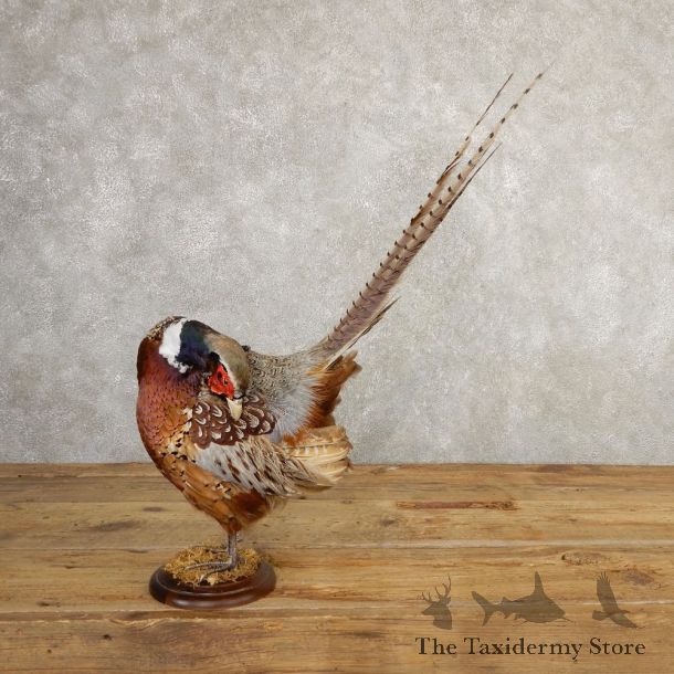 Ringneck Pheasant Bird Mount For Sale #20768 @ The Taxidermy Store