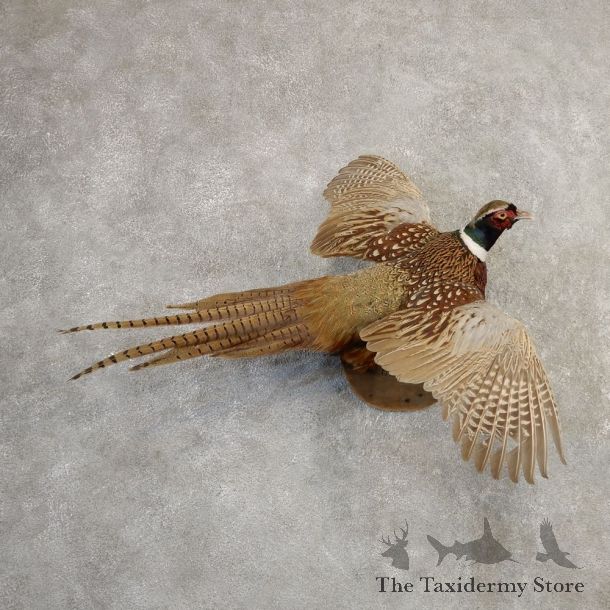 Ringneck Pheasant Bird Mount For Sale #20804 @ The Taxidermy Store