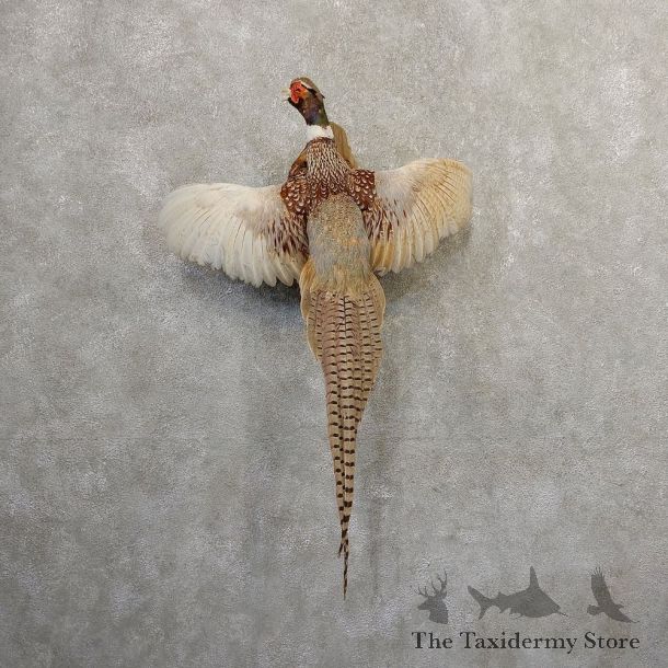 Ringneck Pheasant Bird Mount For Sale #20805 @ The Taxidermy Store