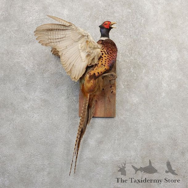 Ringneck Pheasant Bird Mount For Sale #20807 @ The Taxidermy Store