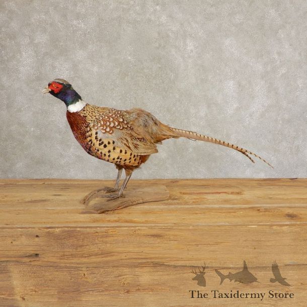 Ringneck Pheasant Bird Mount For Sale #21382 @ The Taxidermy Store