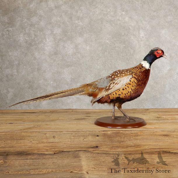 Ringneck Pheasant Bird Mount For Sale #21383 @ The Taxidermy Store