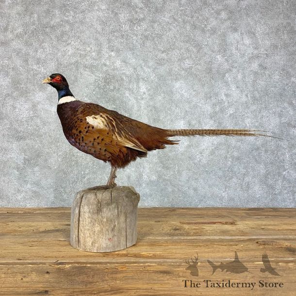 Ringneck Pheasant Bird Mount For Sale #21388 @ The Taxidermy Store