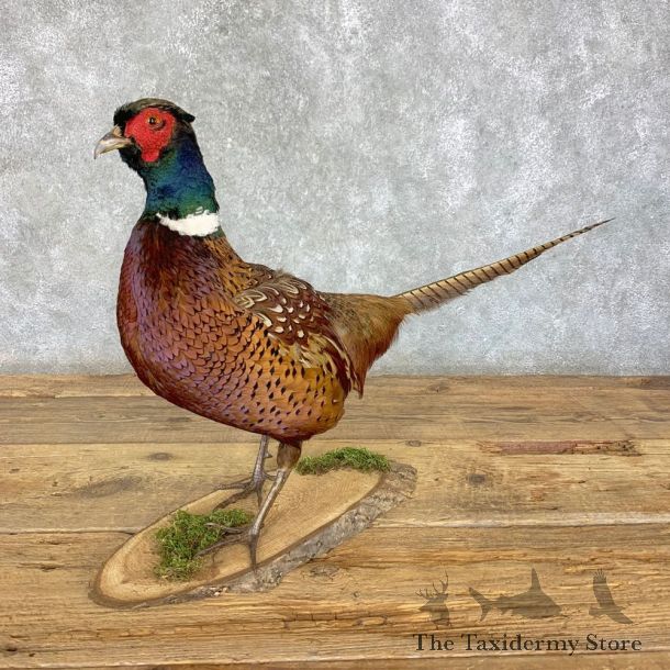 Ringneck Pheasant Bird Mount For Sale #21389 @ The Taxidermy Store