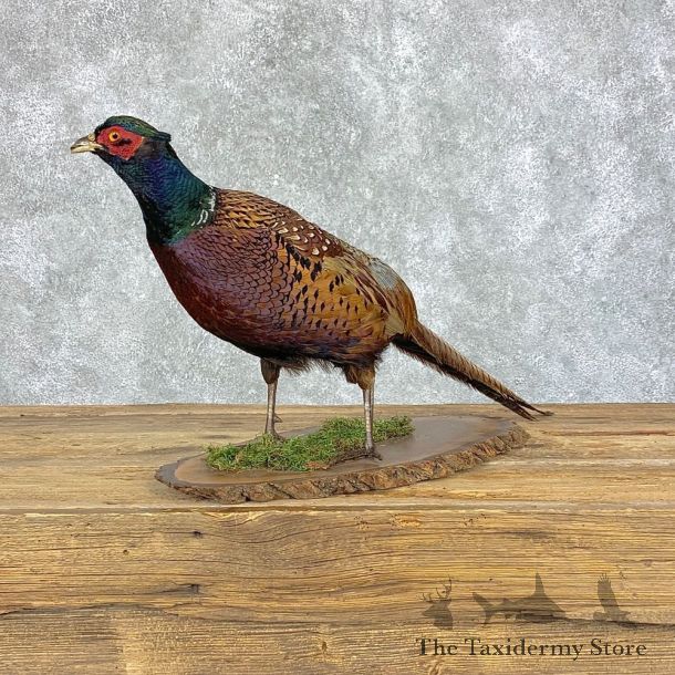 Ringneck Pheasant Bird Mount For Sale #21390 @ The Taxidermy Store