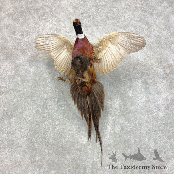 Ringneck Pheasant Bird Mount For Sale #21722 @ The Taxidermy Store