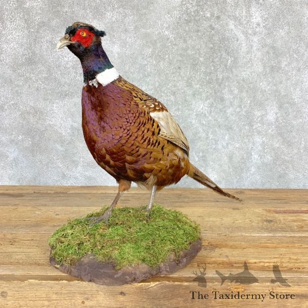 Ringneck Pheasant Bird Mount For Sale #21761 @ The Taxidermy Store