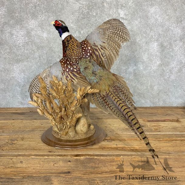 Ringneck Pheasant Bird Mount For Sale #22996 @ The Taxidermy Store