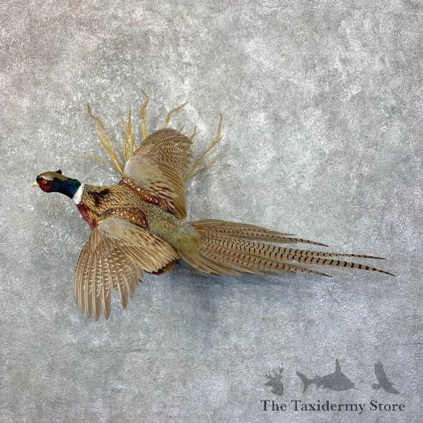 Ringneck Pheasant Bird Mount For Sale #23897 @ The Taxidermy Store