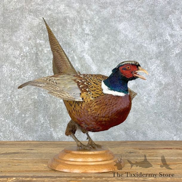 Ringneck Pheasant Bird Mount For Sale #23969 @ The Taxidermy Store