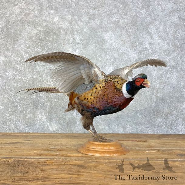 Ringneck Pheasant Bird Mount For Sale #23970 @ The Taxidermy Store