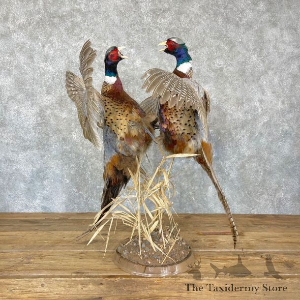 Ringneck Pheasant Bird Mount For Sale #24327 @ The Taxidermy Store