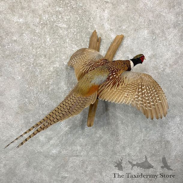 Ringneck Pheasant Bird Mount For Sale #24653 @ The Taxidermy Store