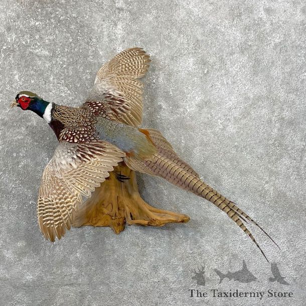 Ringneck Pheasant Bird Mount For Sale #24774 @ The Taxidermy Store