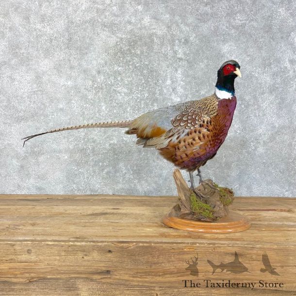 Ringneck Pheasant Bird Mount For Sale #24826 @ The Taxidermy Store