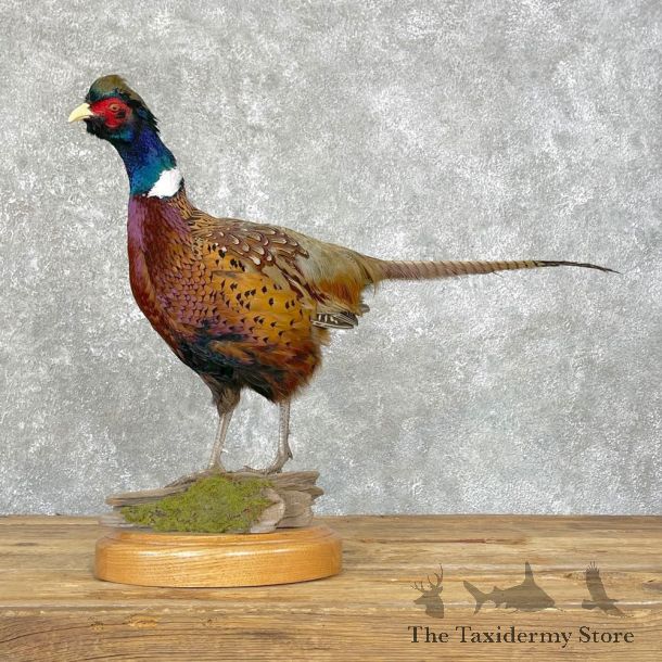 Ringneck Pheasant Bird Mount For Sale #24827 @ The Taxidermy Store