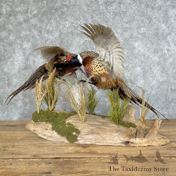Ringneck Pheasant Bird Mount For Sale #25230 @ The Taxidermy Store