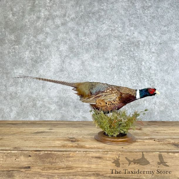Ringneck Pheasant Bird Mount For Sale #25353 @ The Taxidermy Store