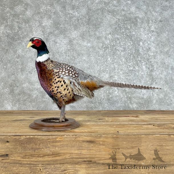 Ringneck Pheasant Bird Mount For Sale #25354 @ The Taxidermy Store