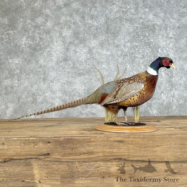 Ringneck Pheasant Bird Mount For Sale #25355 @ The Taxidermy Store