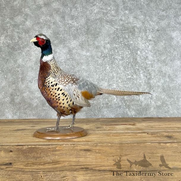 Ringneck Pheasant Bird Mount For Sale #25357 @ The Taxidermy Store