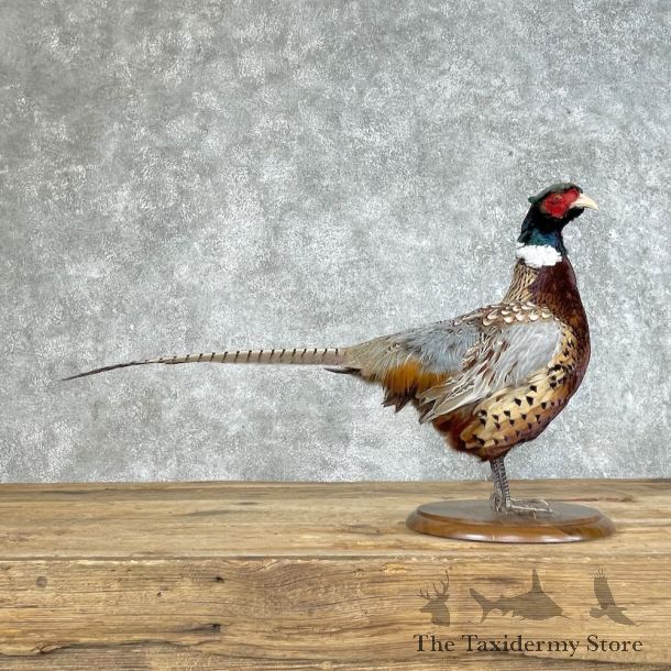 Ringneck Pheasant Bird Mount For Sale #25358 @ The Taxidermy Store