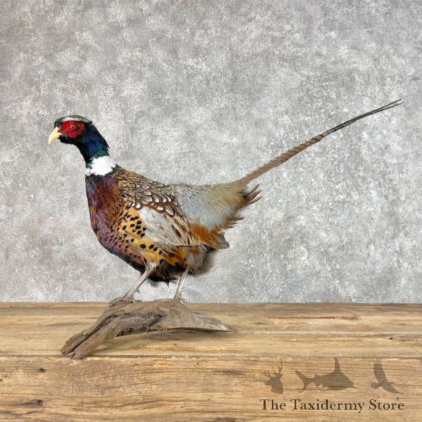 Ringneck Pheasant Bird Mount For Sale #25359 @ The Taxidermy Store