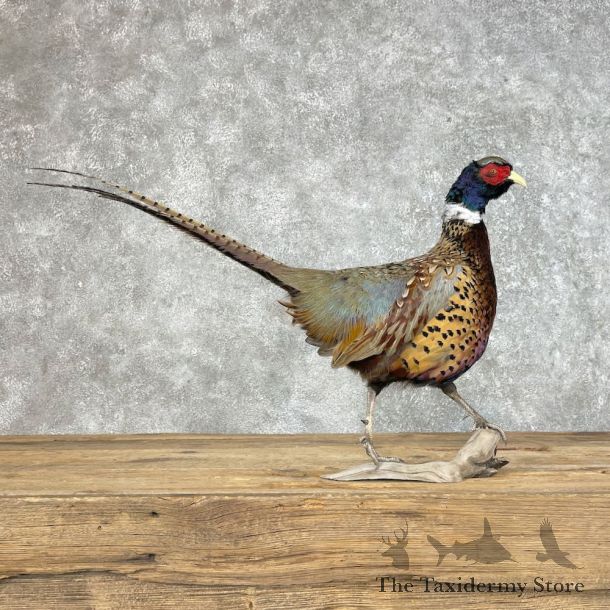 Ringneck Pheasant Bird Mount For Sale #25360 @ The Taxidermy Store