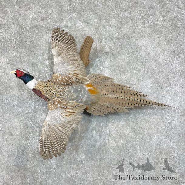 Ringneck Pheasant Bird Mount For Sale #25382 @ The Taxidermy Store