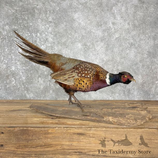 Ringneck Pheasant Bird Mount For Sale #25512 - The Taxidermy Store