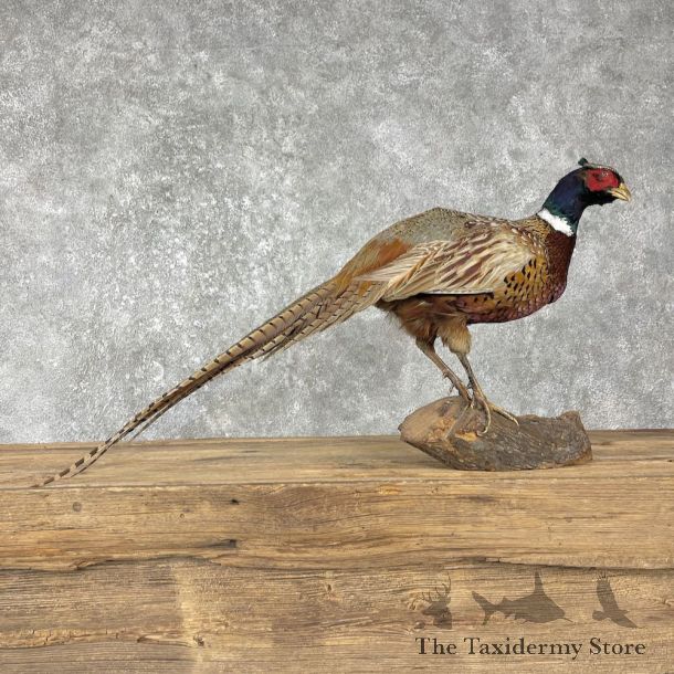 Ringneck Pheasant Bird Mount For Sale #25513 - The Taxidermy Store