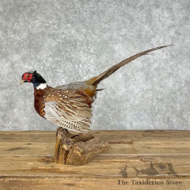Ringneck Pheasant Bird Mount For Sale #25797 @ The Taxidermy Store