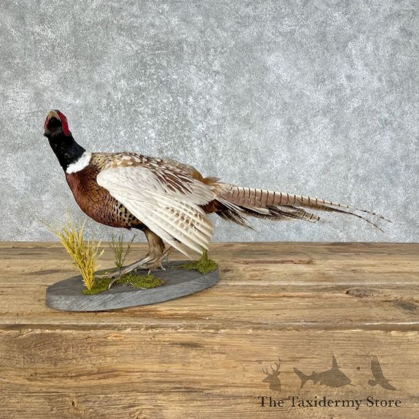 Ringneck Pheasant Bird Mount For Sale #25798 @ The Taxidermy Store
