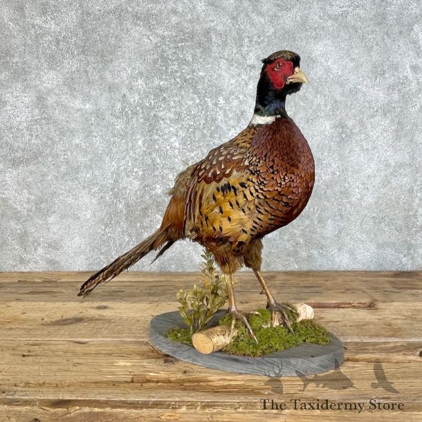 Ringneck Pheasant Bird Mount For Sale #25799 @ The Taxidermy Store