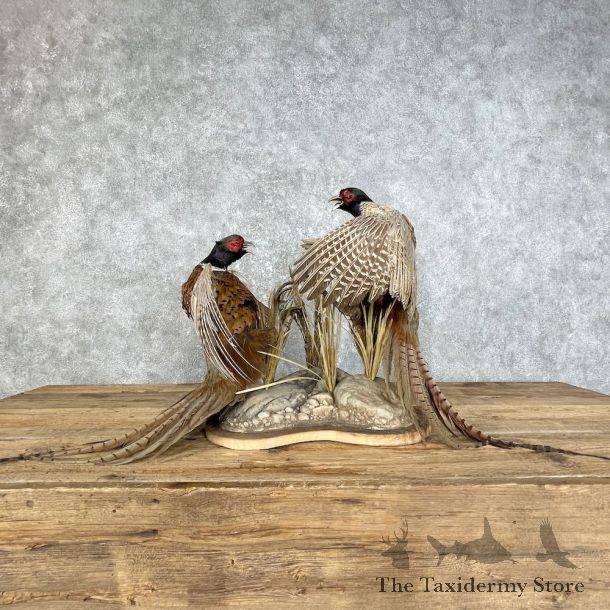 Ringneck Pheasant Bird Mount For Sale #25800 @ The Taxidermy Store