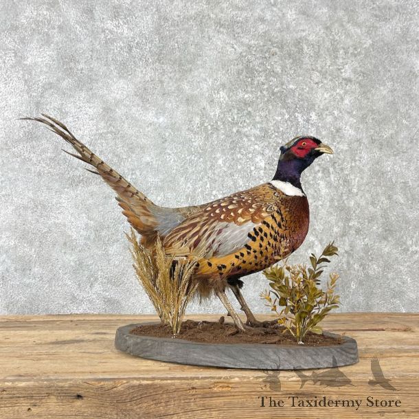 Ringneck Pheasant Bird Mount For Sale #26007 @ The Taxidermy Store