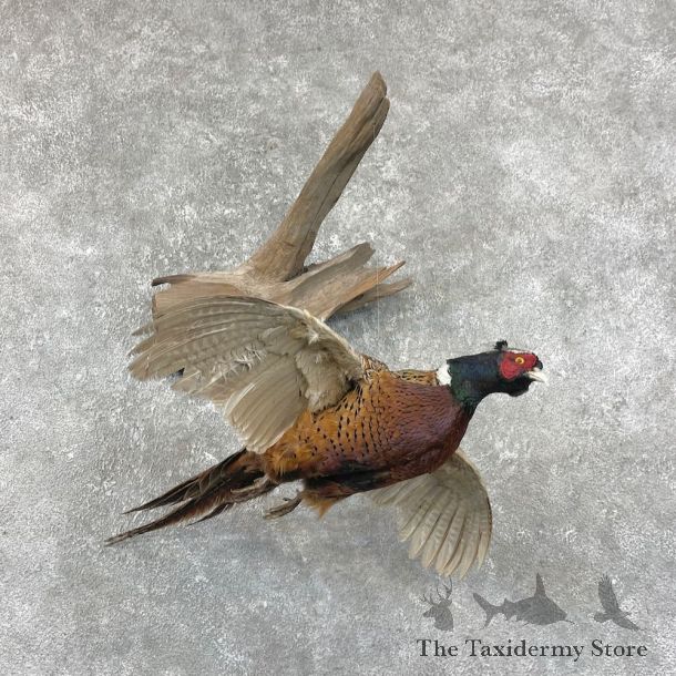 Ringneck Pheasant Bird Mount For Sale #26037 @ The Taxidermy Store