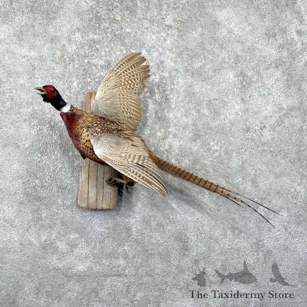Ringneck Pheasant Bird Mount For Sale #26058 @ The Taxidermy Store