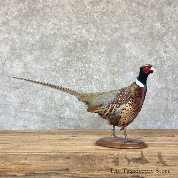 Ringneck Pheasant Bird Mount For Sale #26351 @ The Taxidermy Store