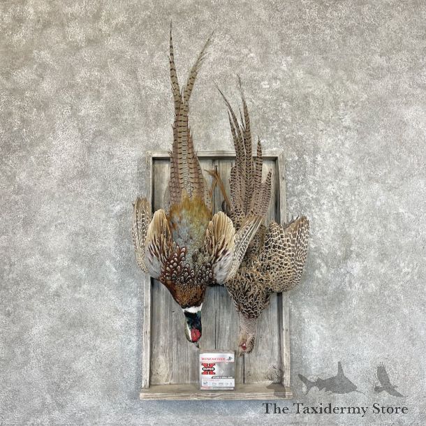 Ringneck Pheasant Bird Mount For Sale #26602 @ The Taxidermy Store