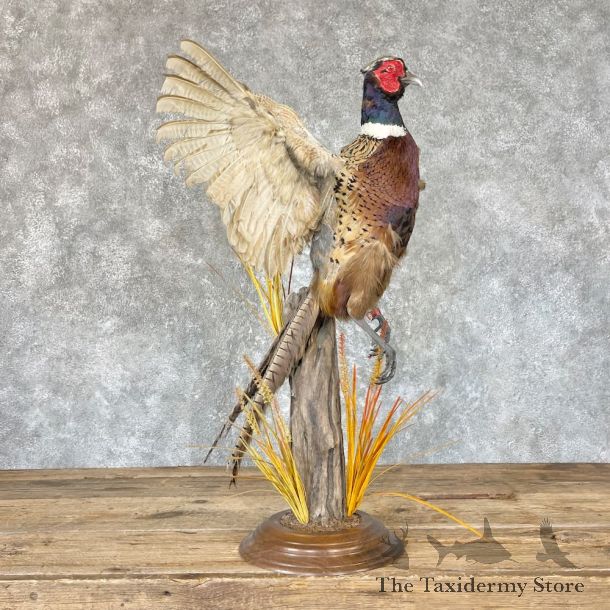 Ringneck Pheasant Bird Mount For Sale #26623 @ The Taxidermy Store