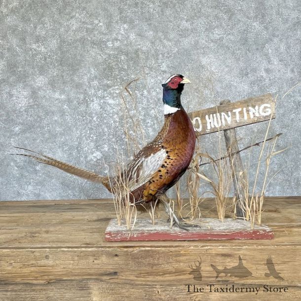 Ringneck Pheasant Bird Mount For Sale #26661 @ The Taxidermy Store