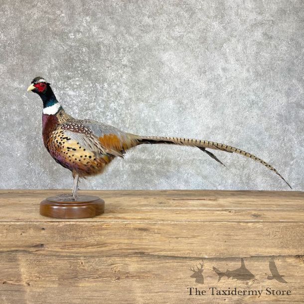 Ringneck Pheasant Bird Mount For Sale #26664 @ The Taxidermy Store